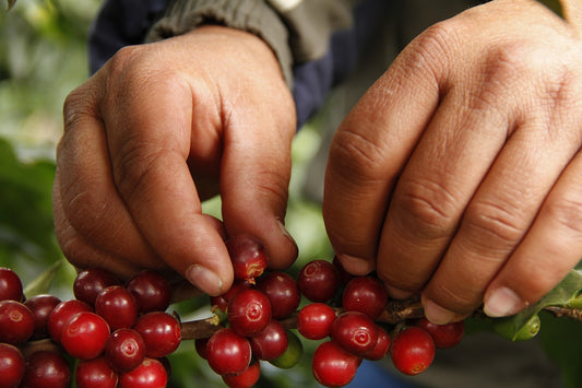 From Crop to Cup: The Journey of Coffee Bean Imports and Exports