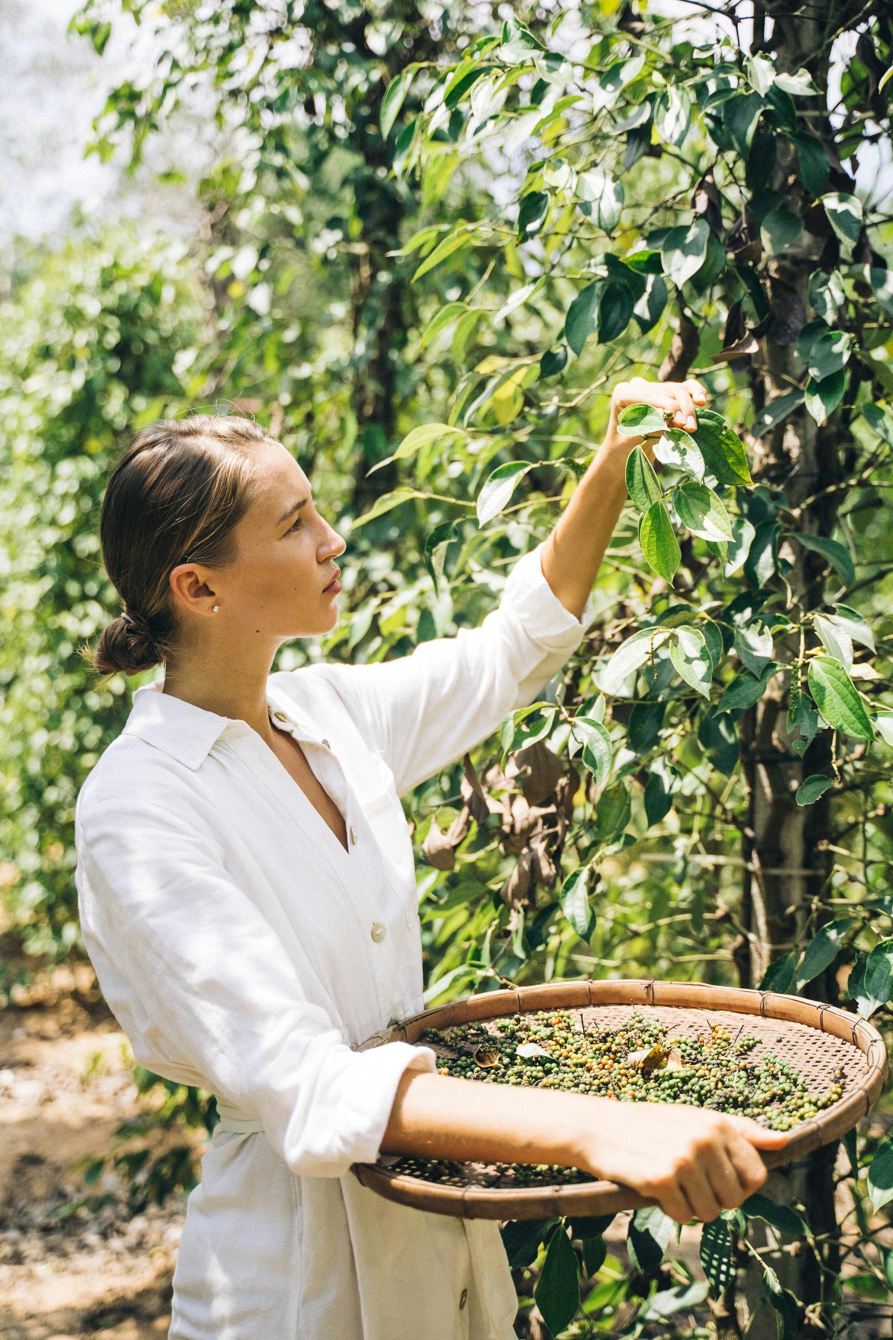 The Impact of Climate Change on Coffee Farming: Adapting to Preserve the Bean