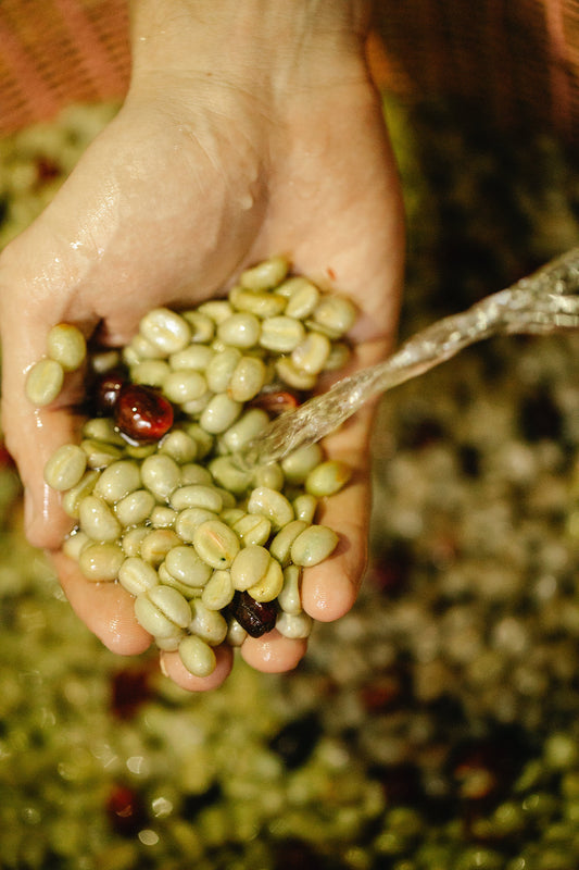 Organic Coffee: Savoring the Purity of Naturally-Grown Beans